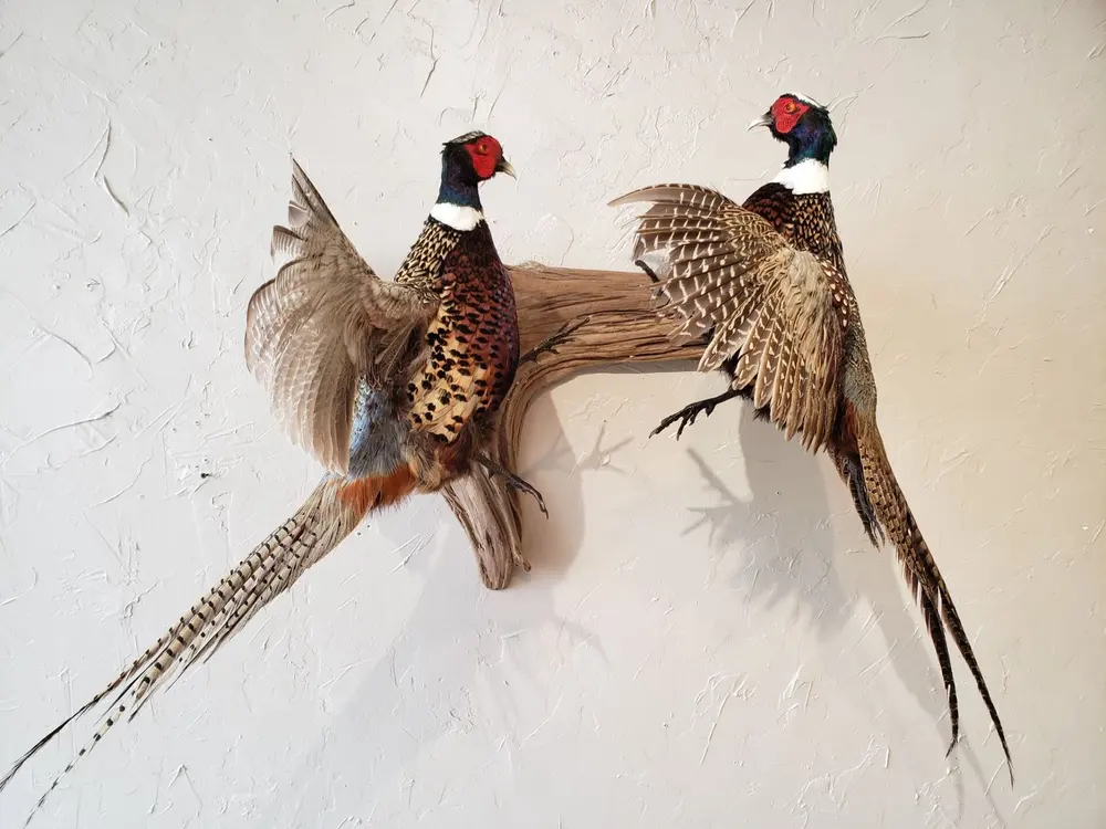 Taxidermy bird mount by Orion Taxidermy and Safari Studio