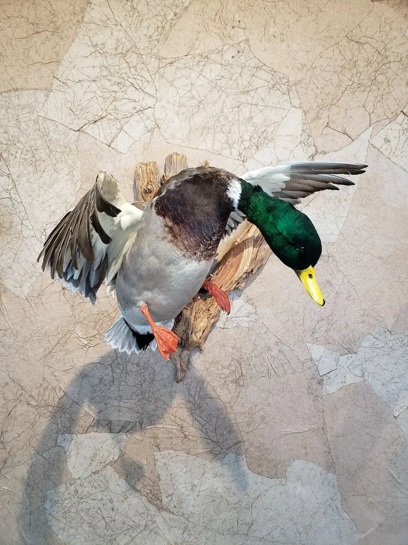 Taxidermy bird mount by Orion Taxidermy and Safari Studio