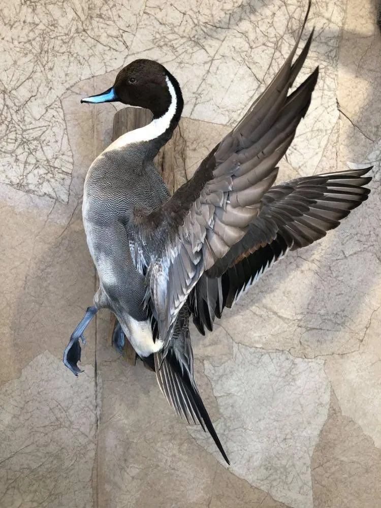 Taxidermy bird mount by Orion Taxidermy and Safari Studio