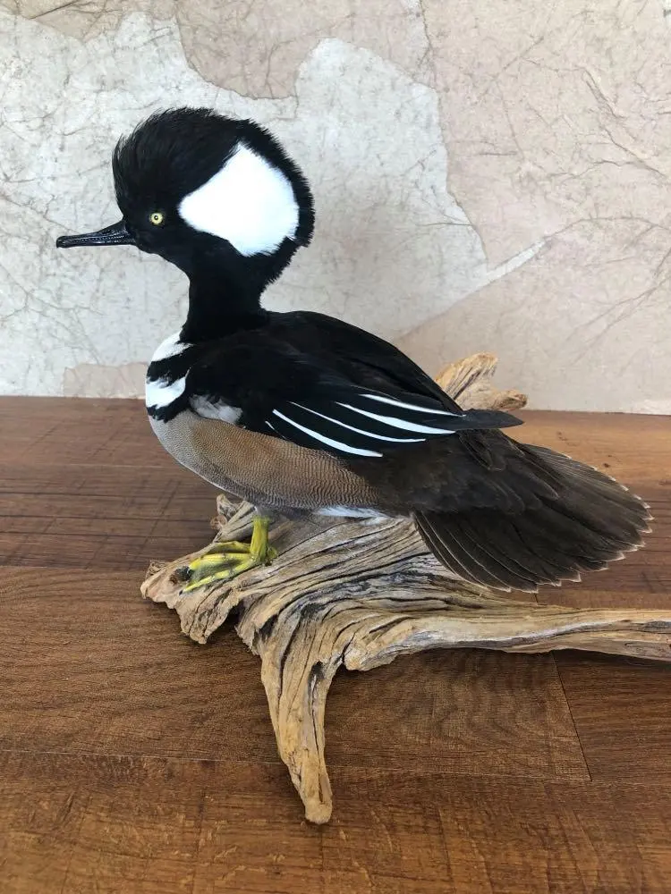 Taxidermy bird mount by Orion Taxidermy and Safari Studio