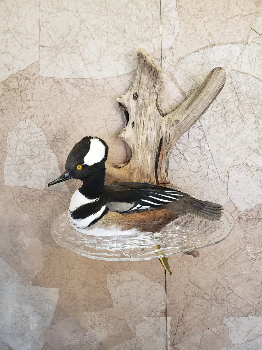 Taxidermy bird mount by Orion Taxidermy and Safari Studio