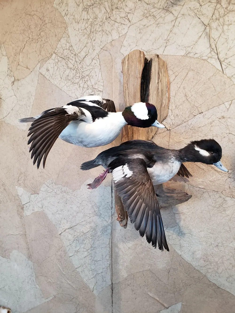Taxidermy bird mount by Orion Taxidermy and Safari Studio
