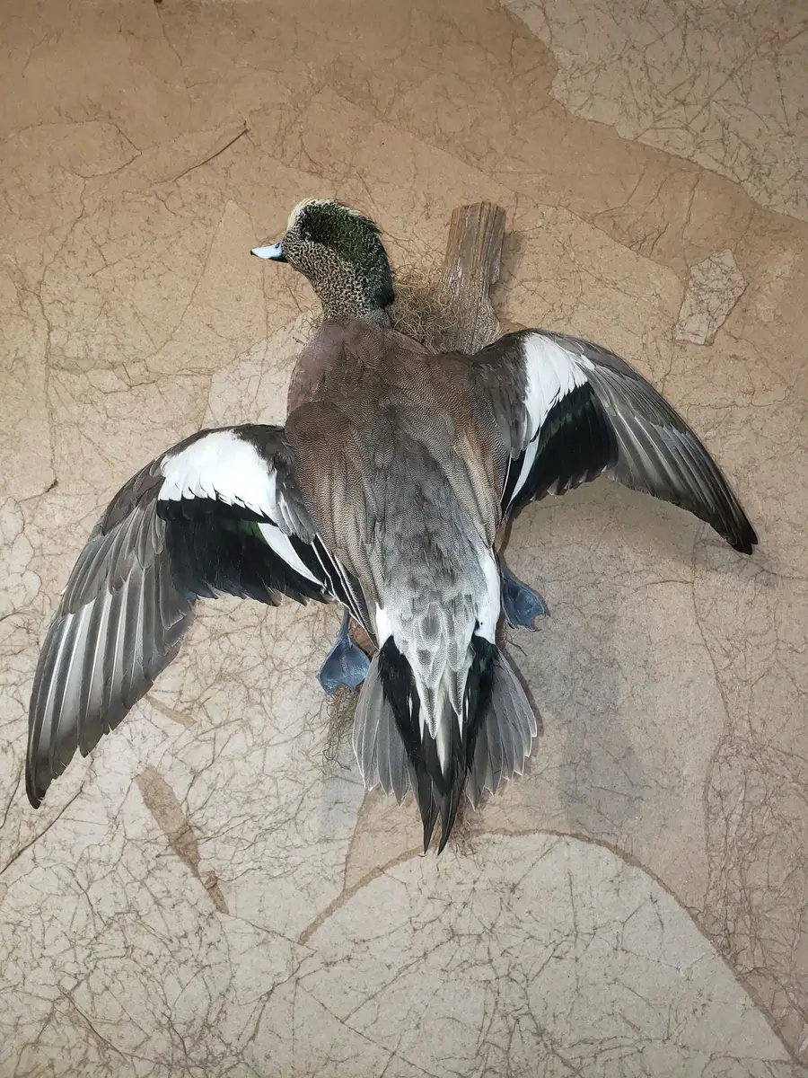 Taxidermy bird mount by Orion Taxidermy and Safari Studio