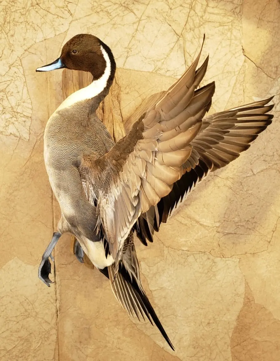 Taxidermy bird mount by Orion Taxidermy and Safari Studio