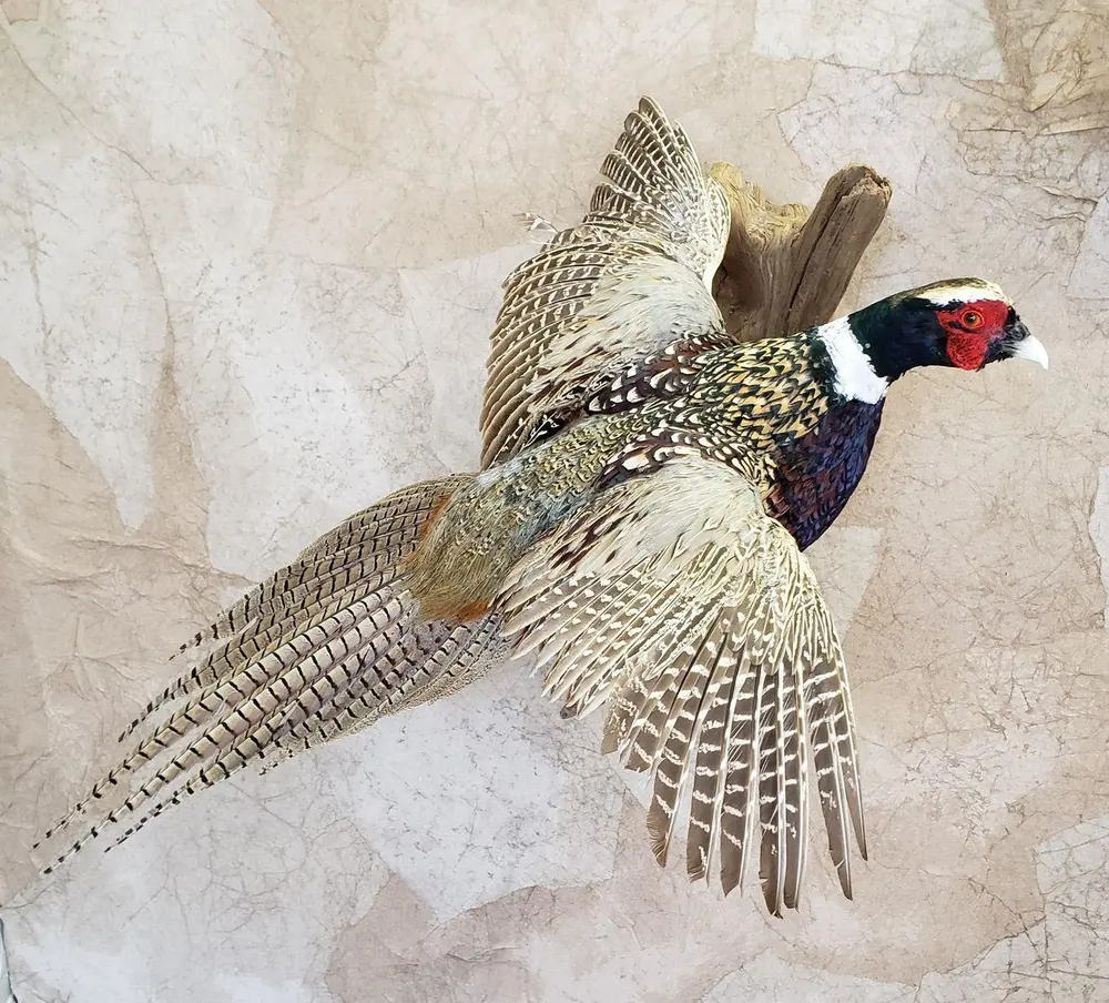 Taxidermy bird mount by Orion Taxidermy and Safari Studio