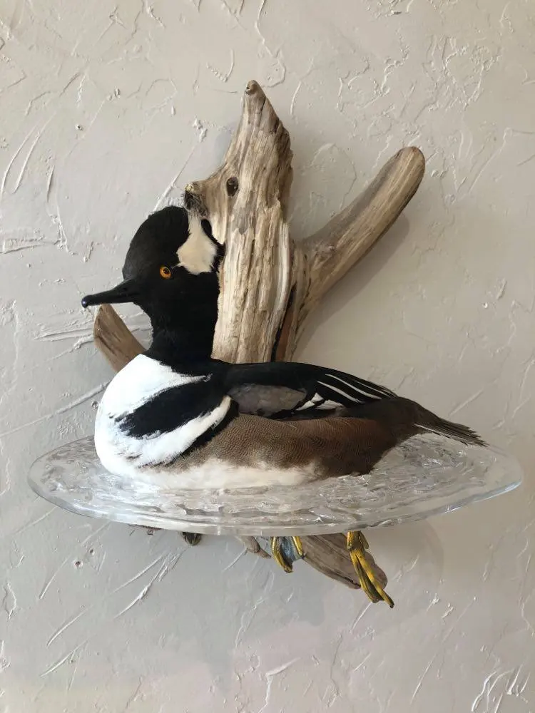 Taxidermy bird mount by Orion Taxidermy and Safari Studio