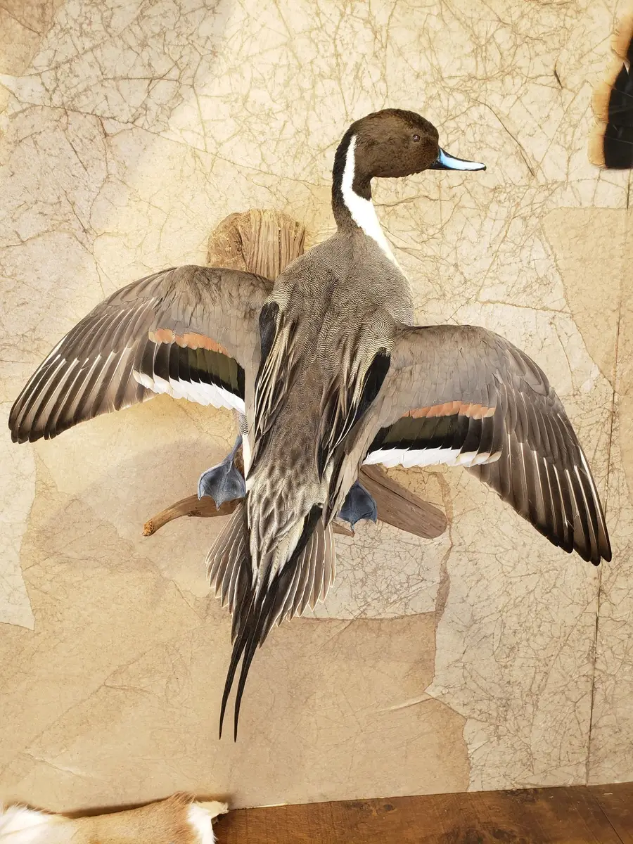 Taxidermy bird mount by Orion Taxidermy and Safari Studio