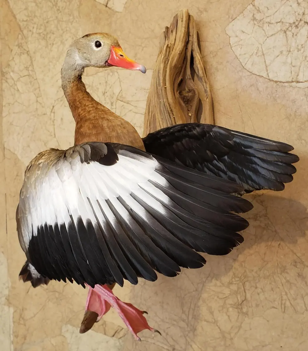 Taxidermy bird mount by Orion Taxidermy and Safari Studio