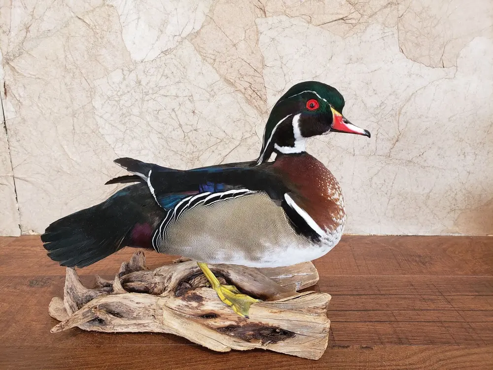 Taxidermy bird mount by Orion Taxidermy and Safari Studio