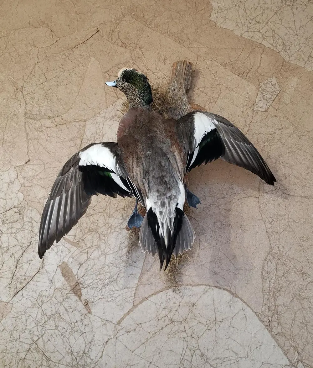 Taxidermy bird mount by Orion Taxidermy and Safari Studio