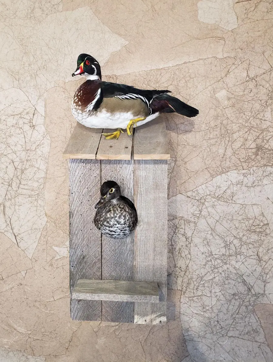 Taxidermy bird mount by Orion Taxidermy and Safari Studio