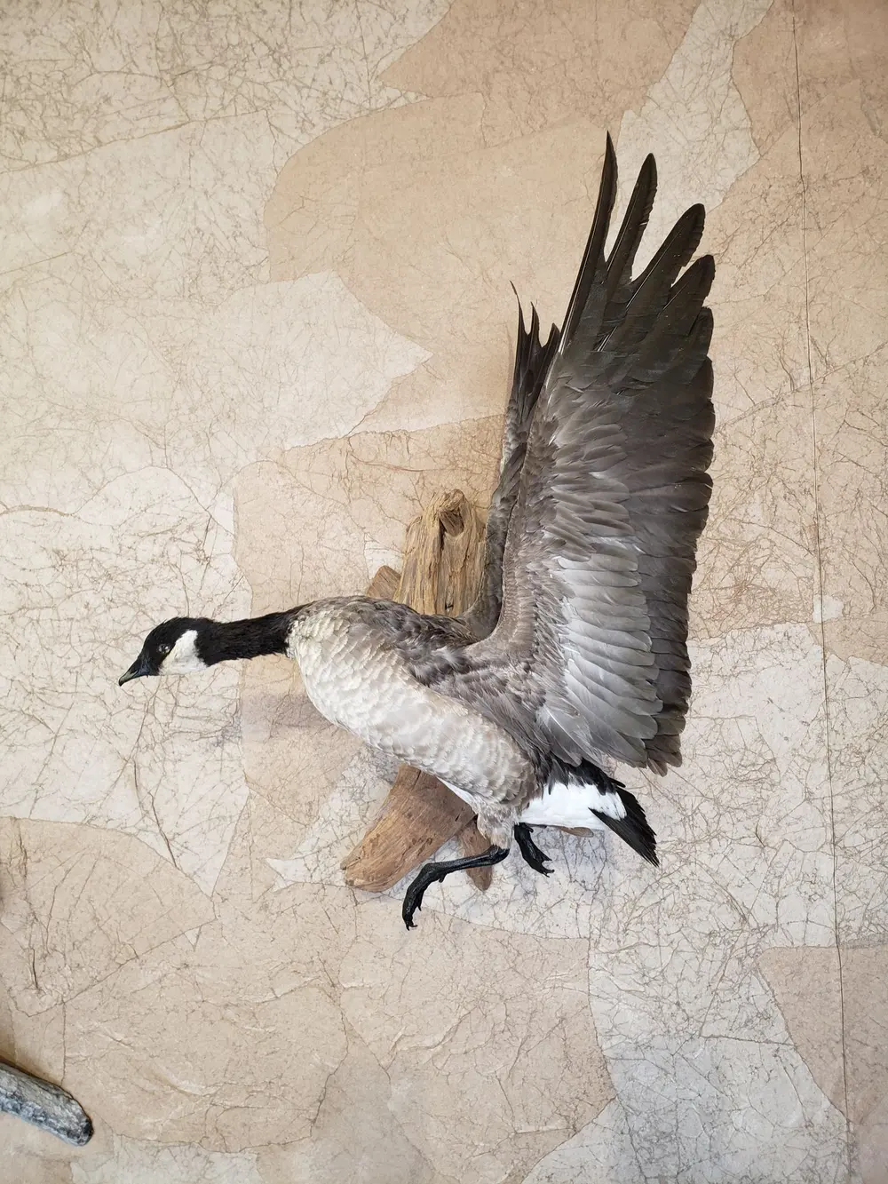 Taxidermy bird mount by Orion Taxidermy and Safari Studio