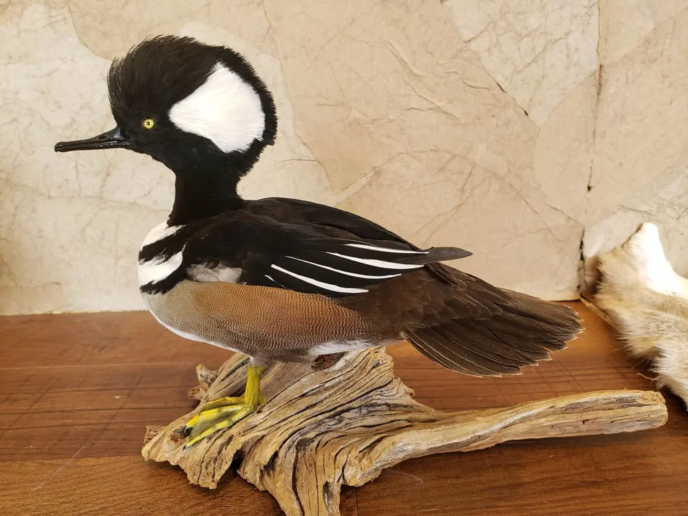 Taxidermy bird mount by Orion Taxidermy and Safari Studio