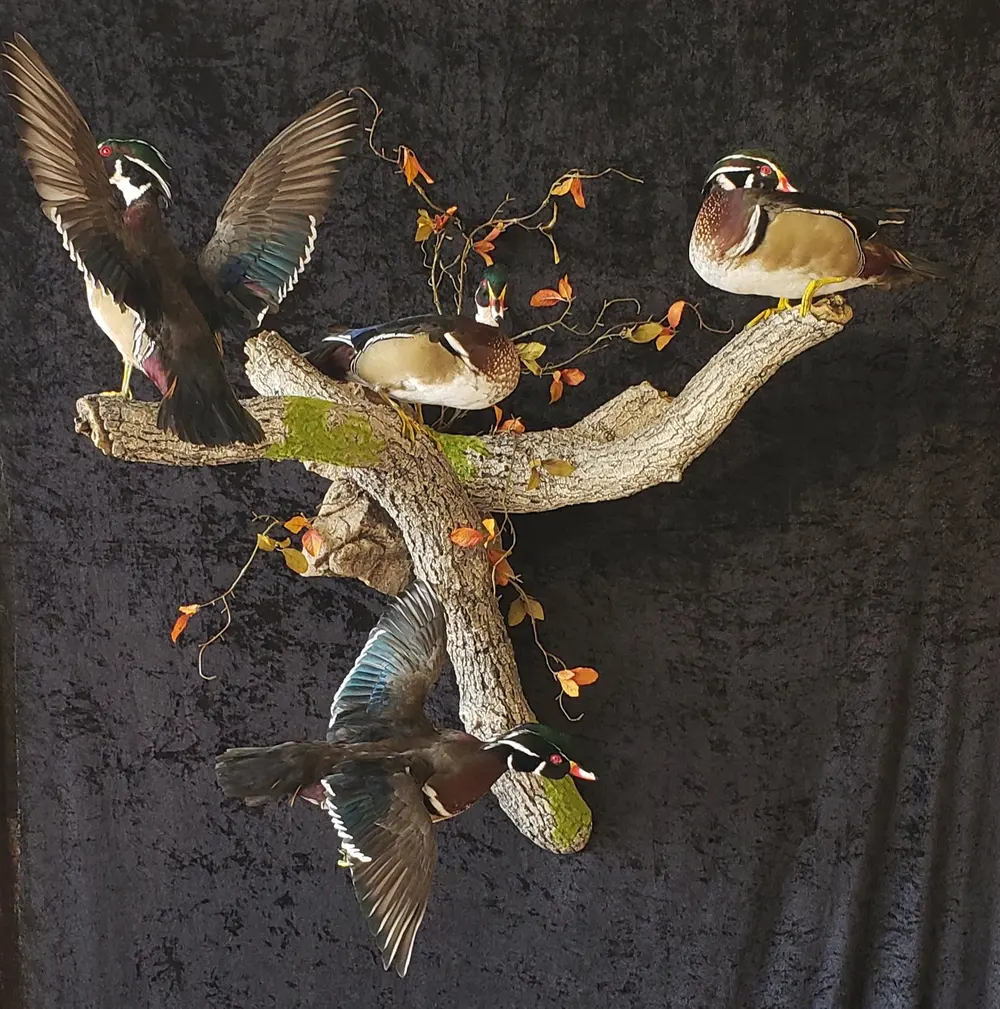 Taxidermy bird mount by Orion Taxidermy and Safari Studio