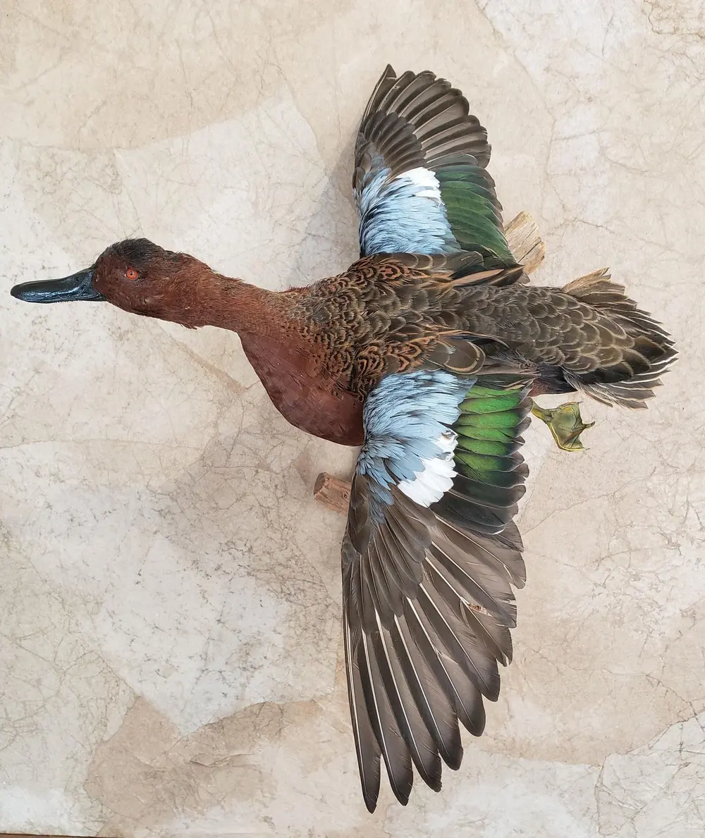 Taxidermy bird mount by Orion Taxidermy and Safari Studio