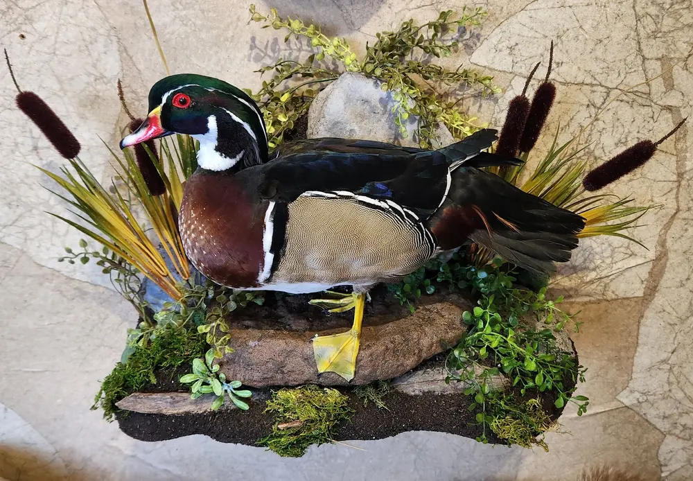 Woody with habitat — bird mount by Orion Taxidermy