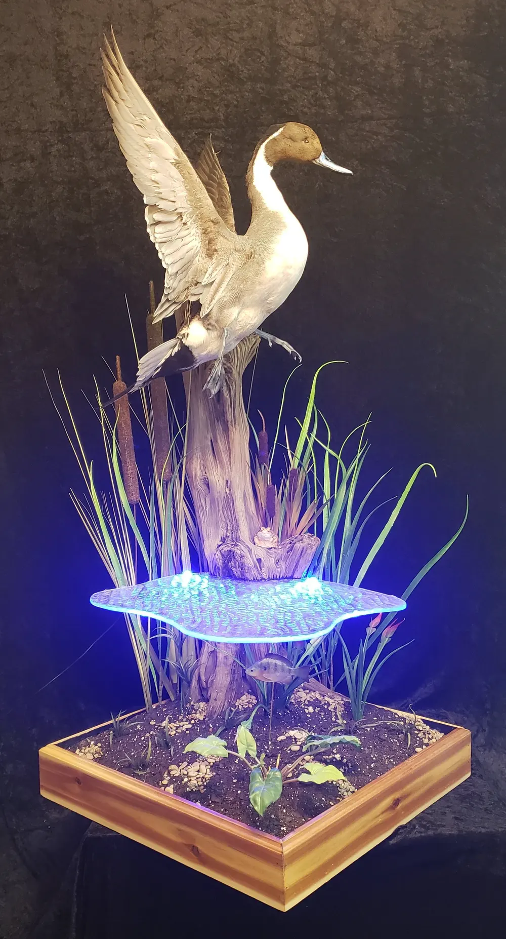 Taxidermy bird mount by Orion Taxidermy and Safari Studio