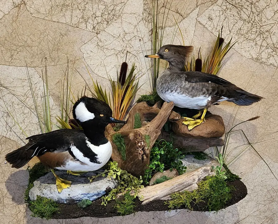 Hooded merganzer pair — bird mount by Orion Taxidermy