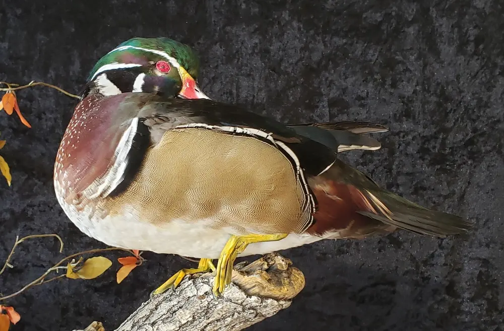 Taxidermy bird mount by Orion Taxidermy and Safari Studio