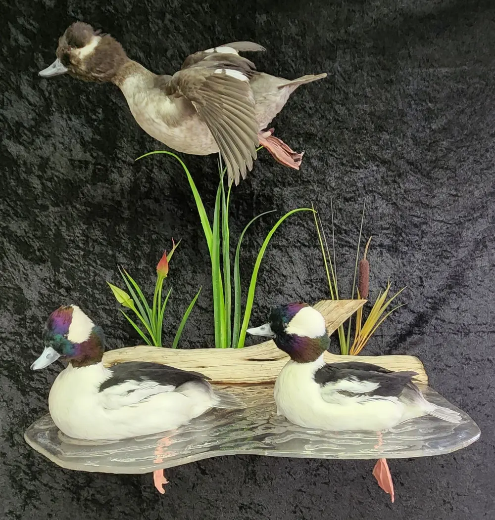 Buffel head trio — bird mount by Orion Taxidermy
