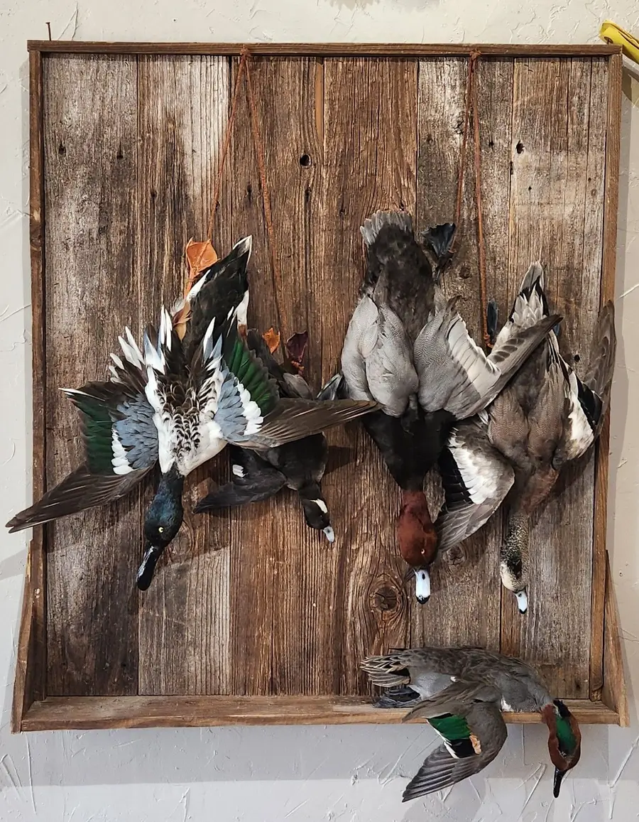 Hanging deead set — bird mount by Orion Taxidermy