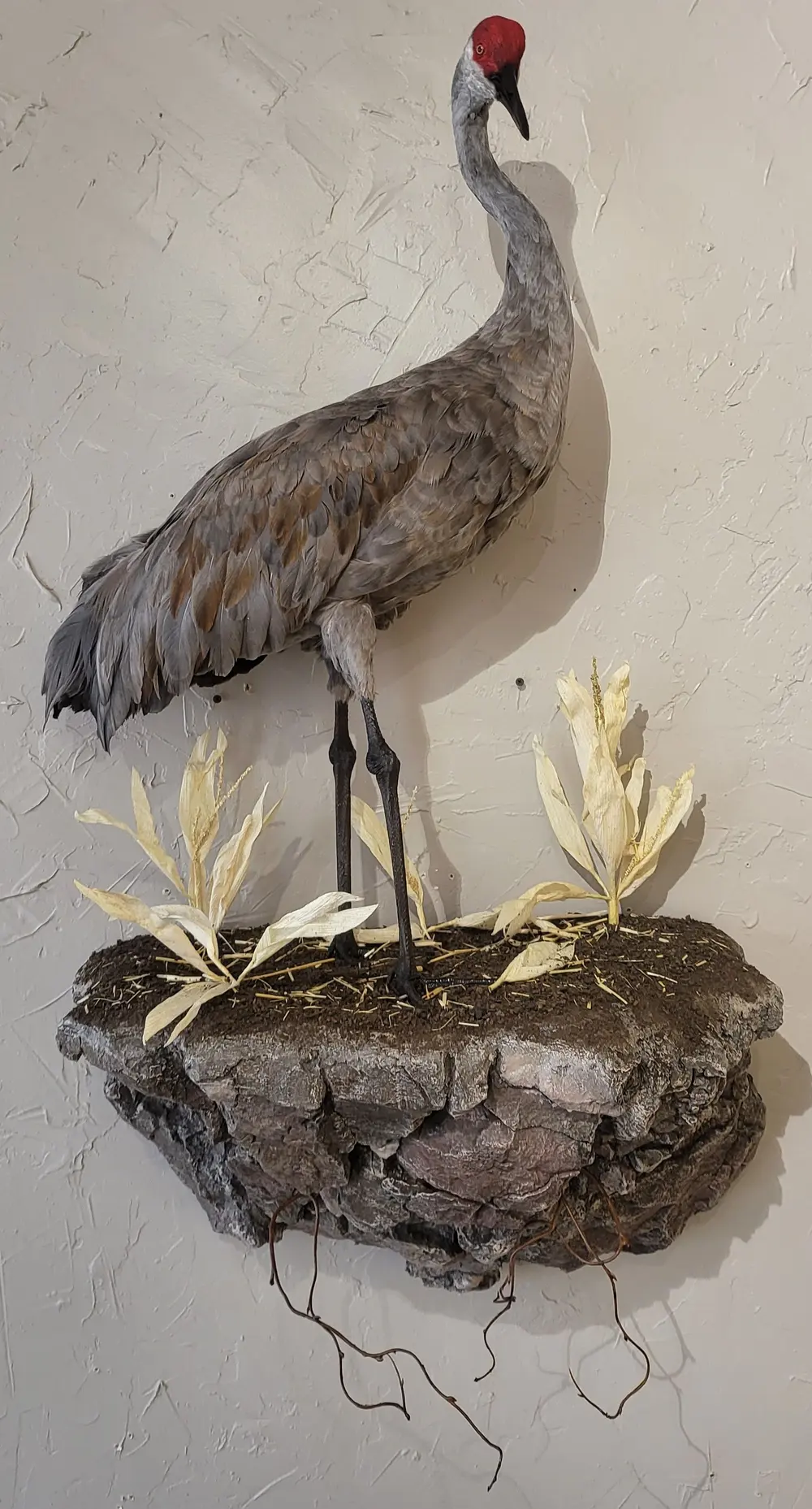 Sandhill standing — bird mount by Orion Taxidermy