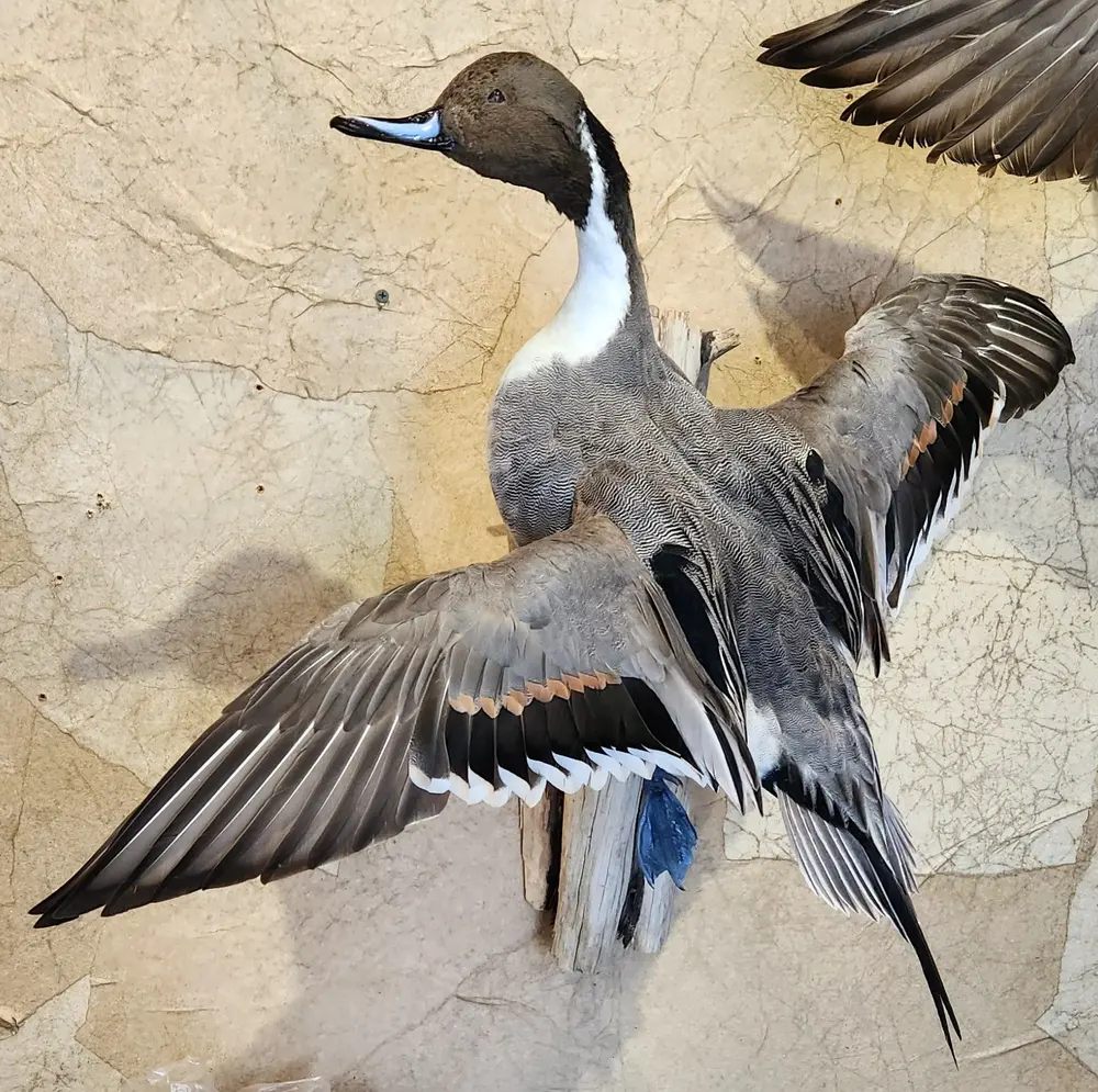 Pintail flushing — bird mount by Orion Taxidermy
