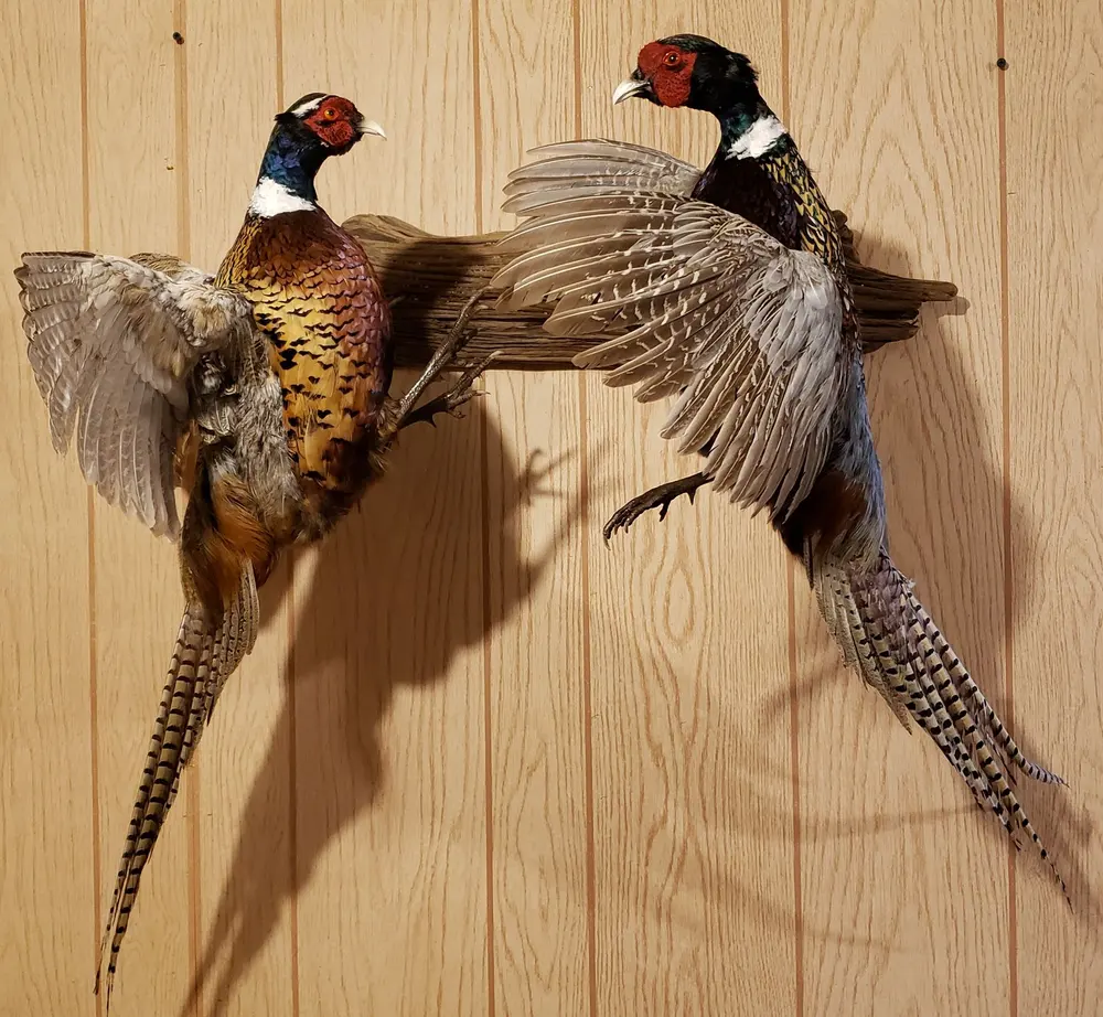 Fighting phesants — bird mount by Orion Taxidermy