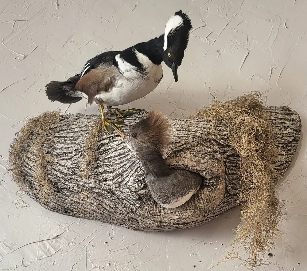 Taxidermy bird mount by Orion Taxidermy and Safari Studio
