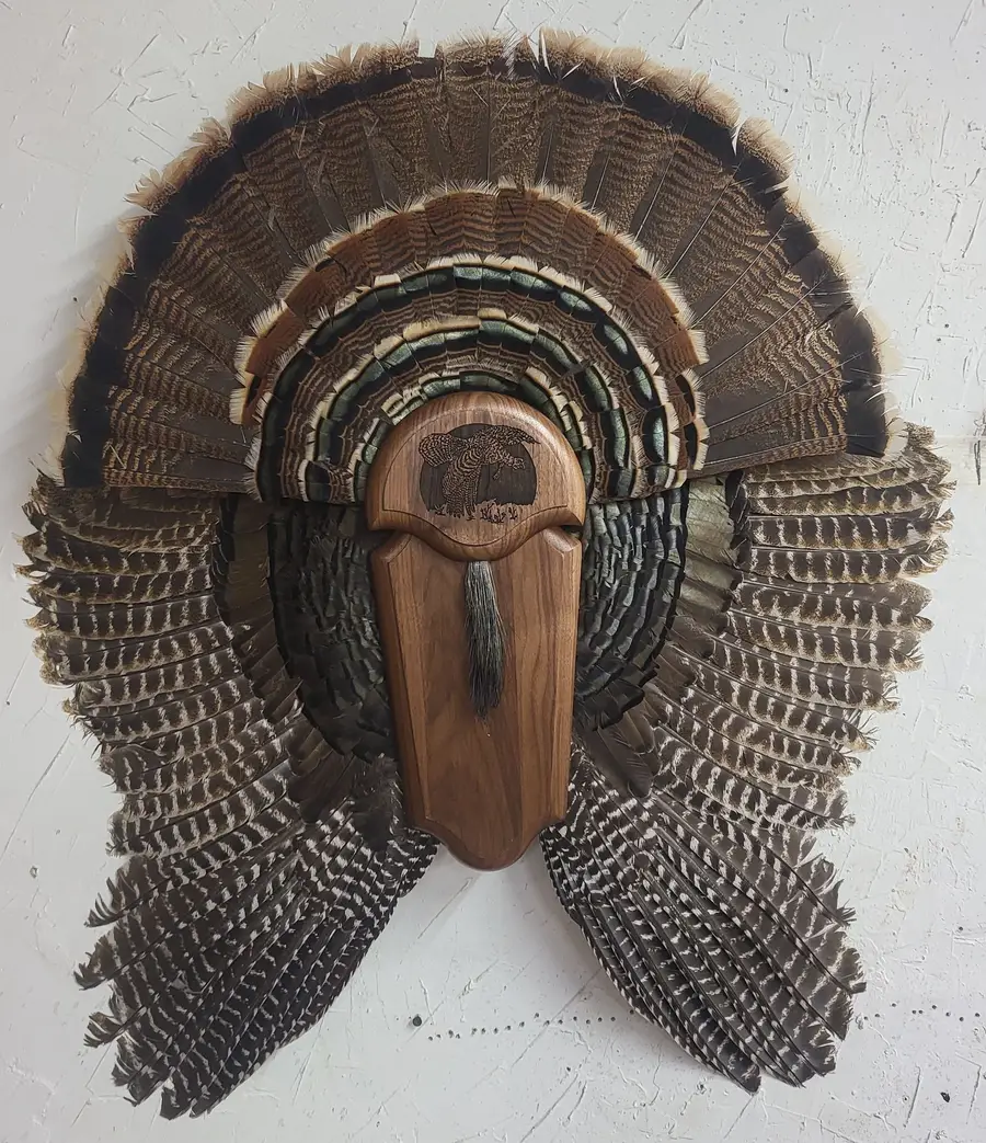 Turkey tail with wings — bird mount by Orion Taxidermy