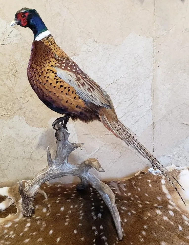 Phesant antler — bird mount by Orion Taxidermy