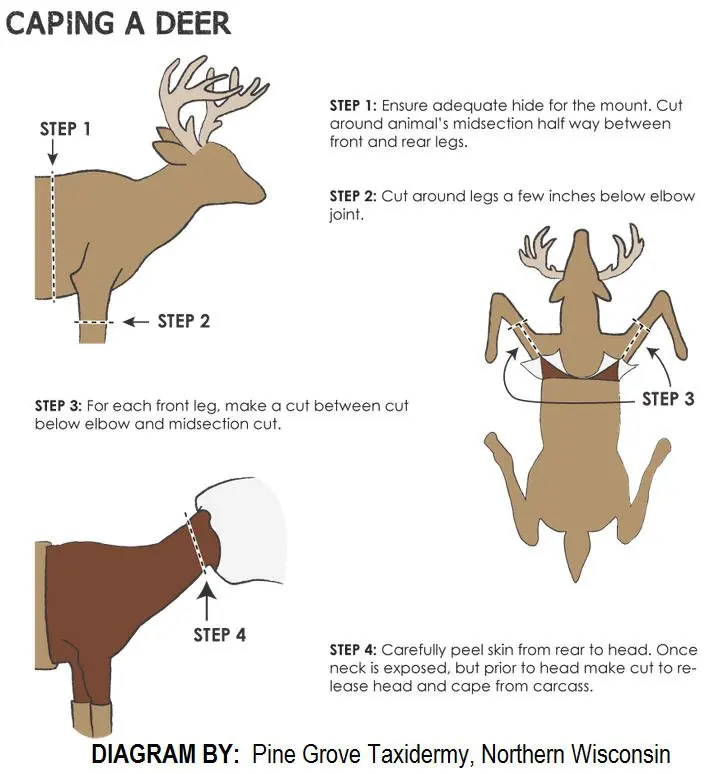 Deer caping — caping by Orion Taxidermy