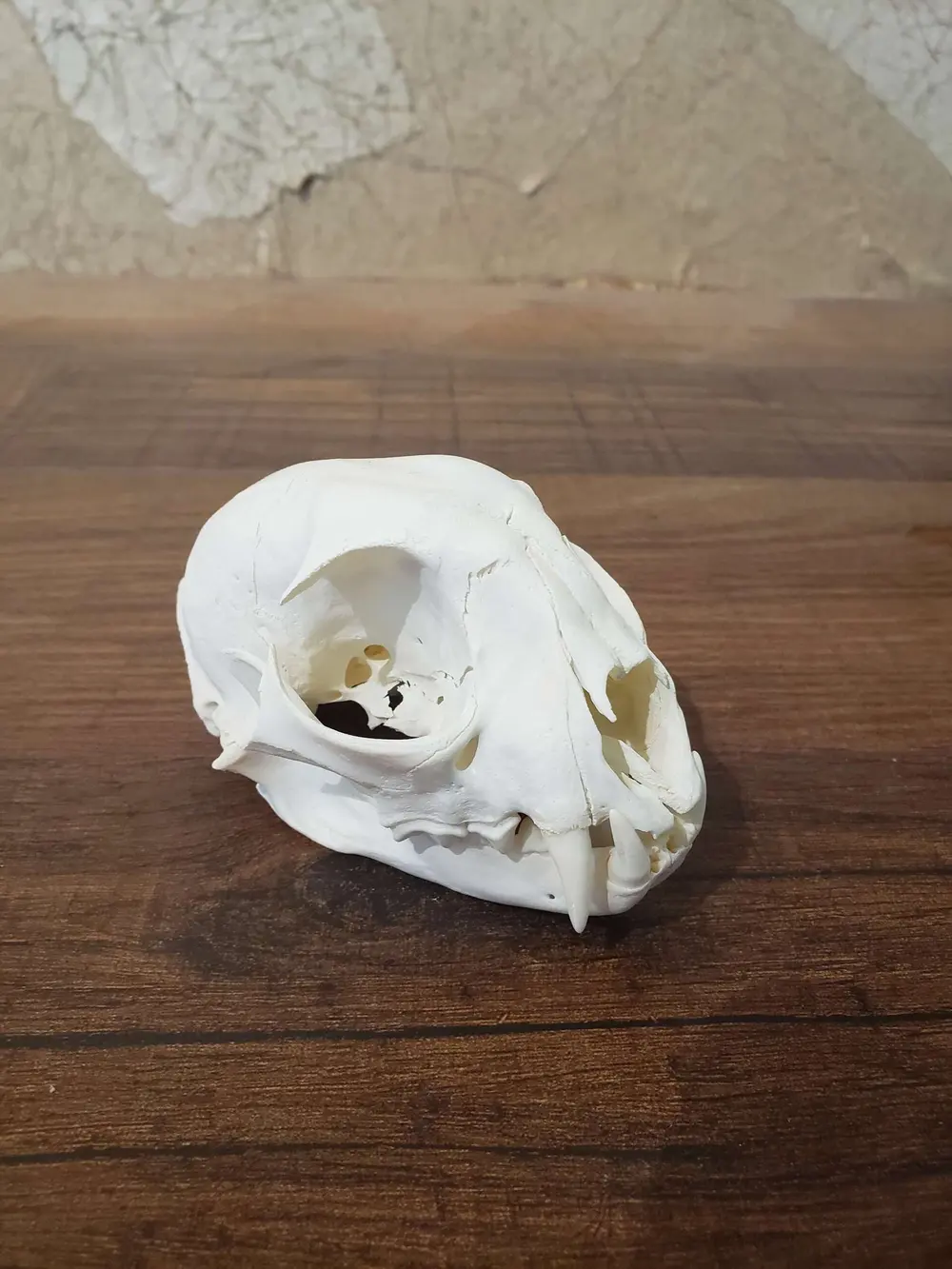 Taxidermy European skull mount by Orion Taxidermy and Safari Studio