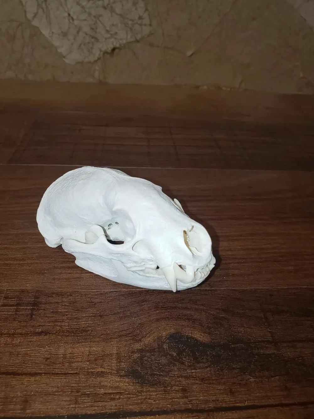 Taxidermy European skull mount by Orion Taxidermy and Safari Studio