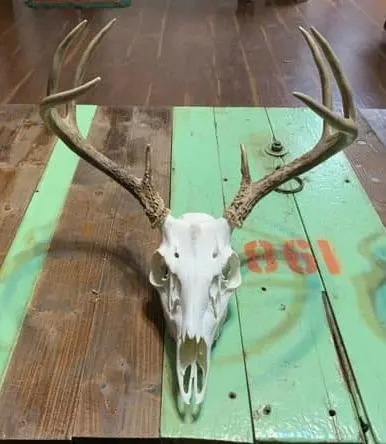 Taxidermy European skull mount by Orion Taxidermy and Safari Studio