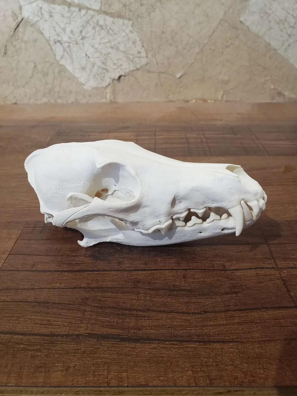 Taxidermy European skull mount by Orion Taxidermy and Safari Studio