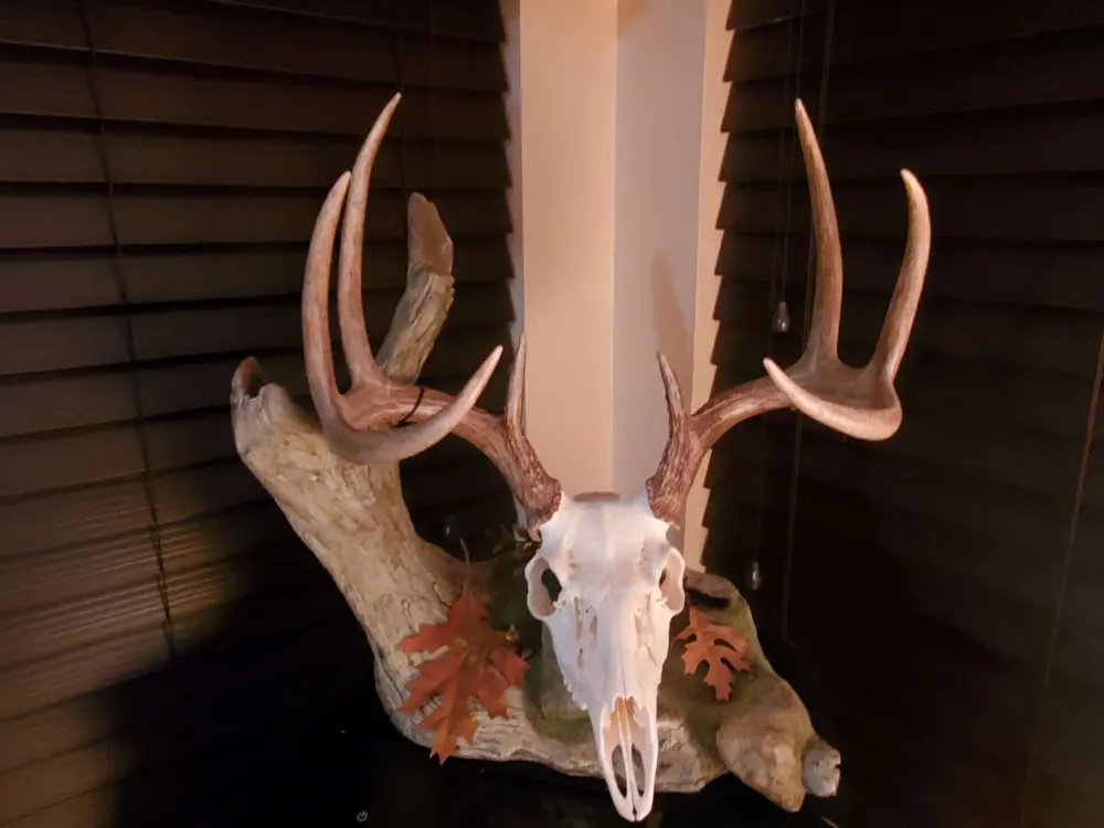 Taxidermy European skull mount by Orion Taxidermy and Safari Studio