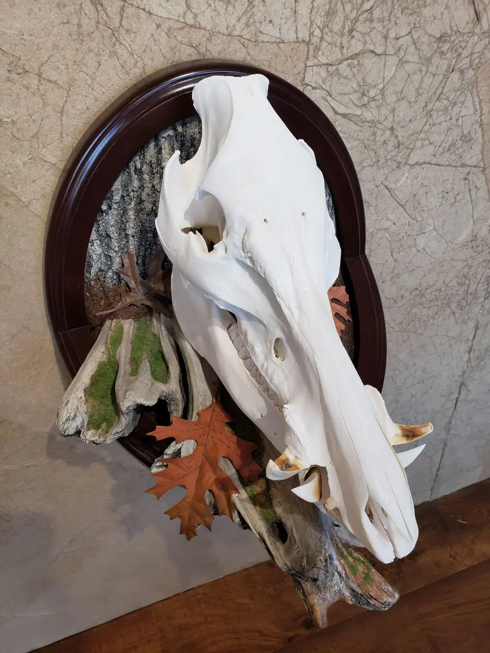 Taxidermy European skull mount by Orion Taxidermy and Safari Studio
