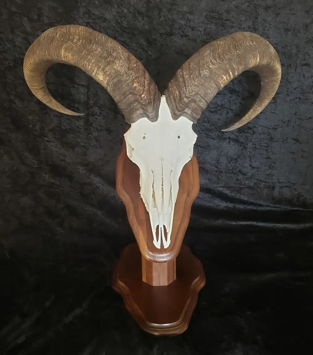Aoudad euro — European skull mount by Orion Taxidermy