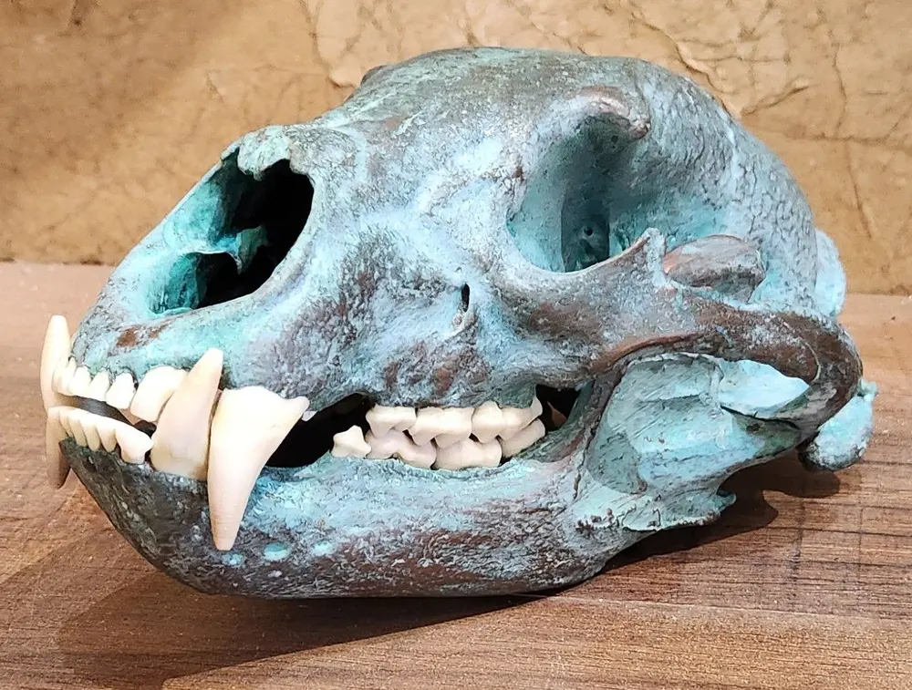 Taxidermy European skull mount by Orion Taxidermy and Safari Studio