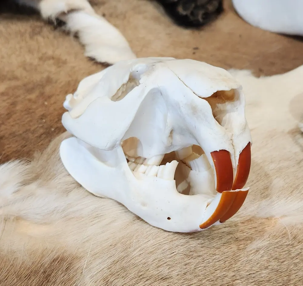 Taxidermy European skull mount by Orion Taxidermy and Safari Studio