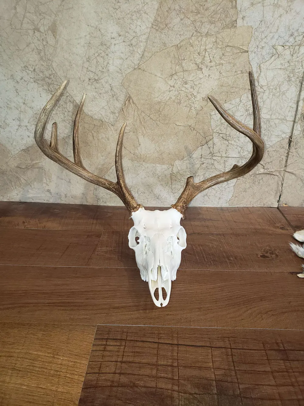 Taxidermy European skull mount by Orion Taxidermy and Safari Studio