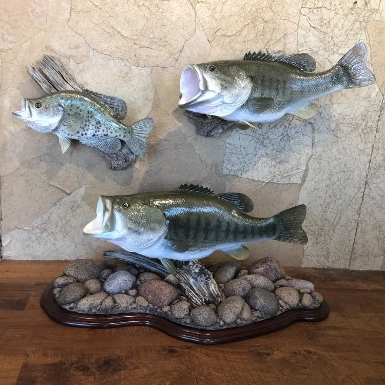 Taxidermy fish mount by Orion Taxidermy and Safari Studio