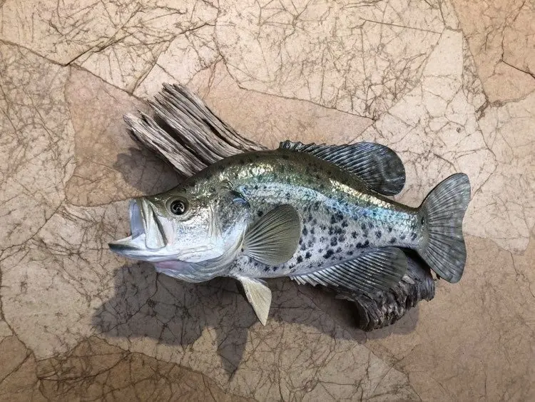Taxidermy fish mount by Orion Taxidermy and Safari Studio