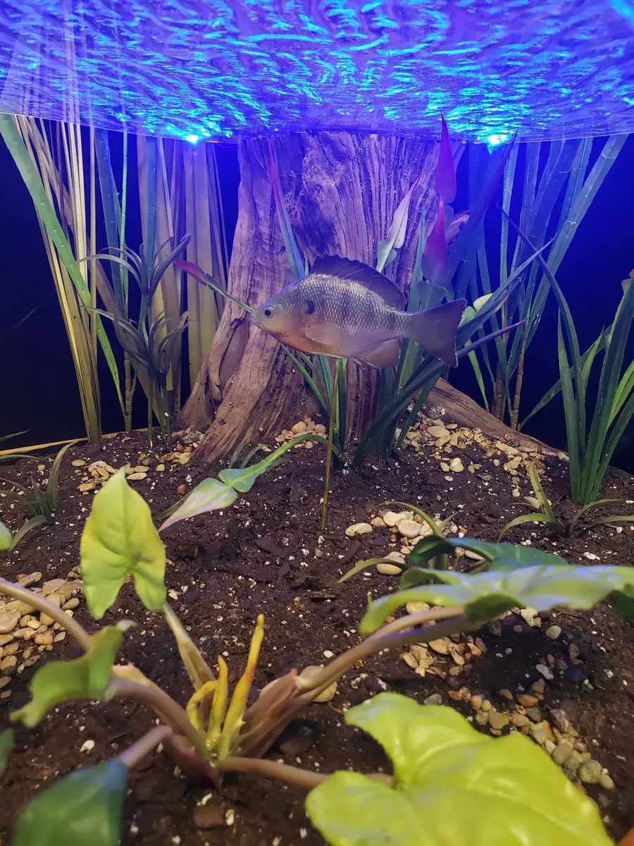 Taxidermy fish mount by Orion Taxidermy and Safari Studio