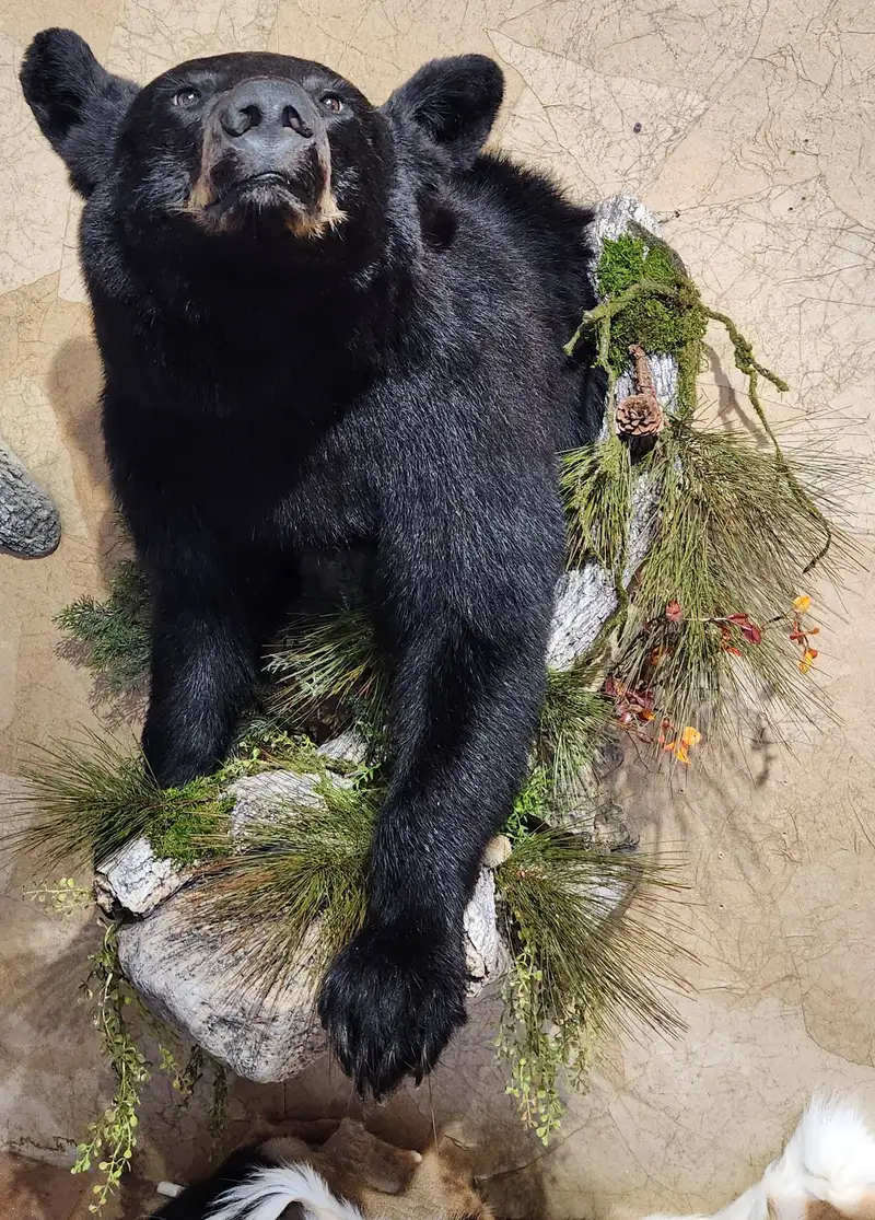 Black bear looking — half life-size mount by Orion Taxidermy