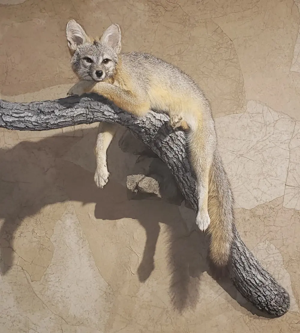 Taxidermy life-size mount by Orion Taxidermy and Safari Studio