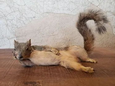 For lifesize picturs — life-size mount by Orion Taxidermy