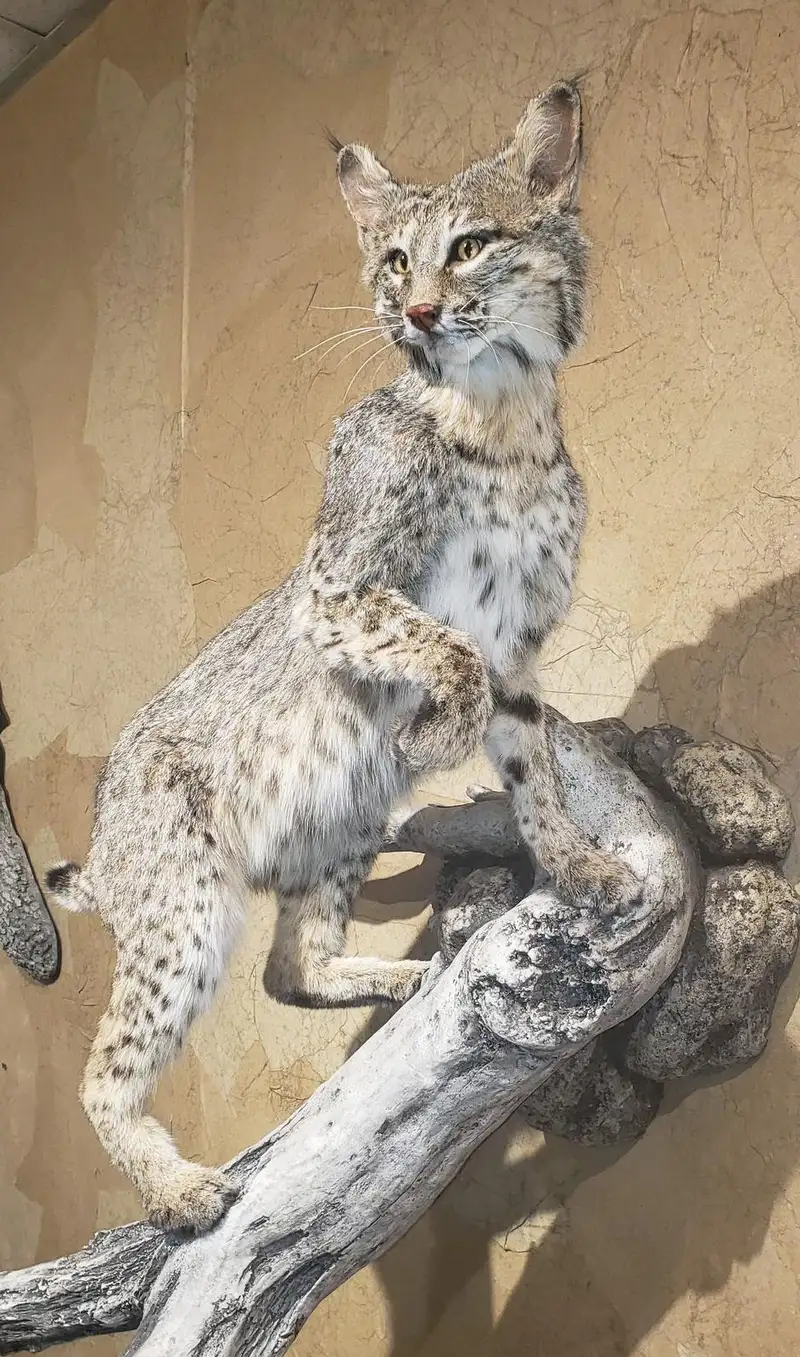 Taxidermy life-size mount by Orion Taxidermy and Safari Studio