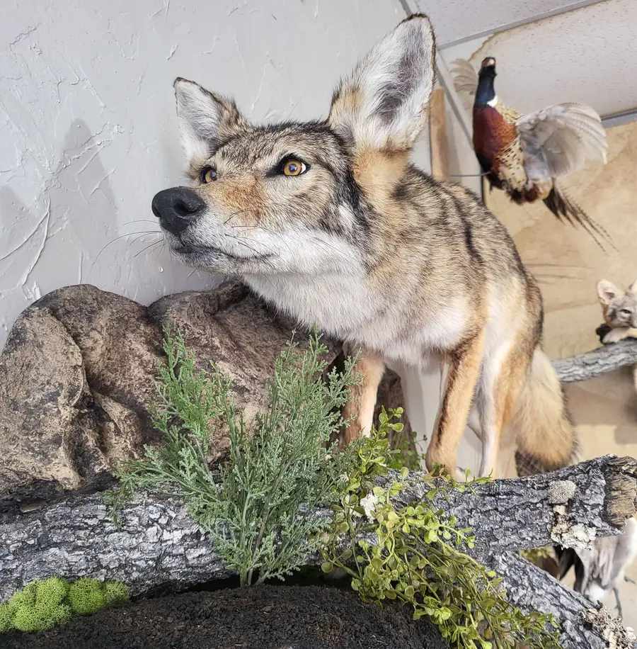 Coyote face — life-size mount by Orion Taxidermy